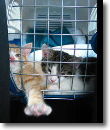 jailbreak cats