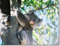 Koala