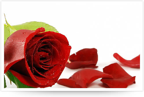 roses de Sant Jordi